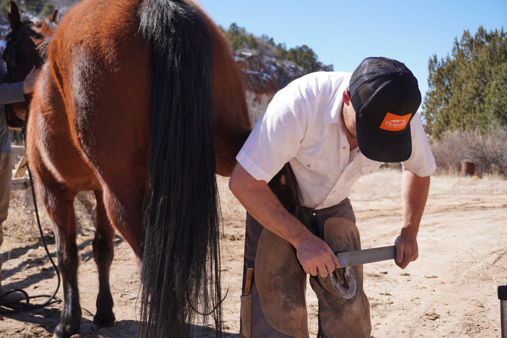 Hoof Care Basics For Every Horse Owner