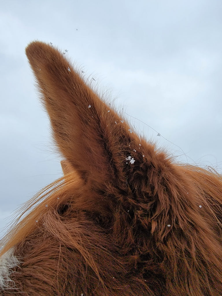 Winter Grooming Provides Moments of Bonding with Our Horse