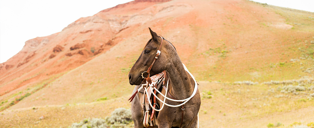 The Best Beginner Horses Share This One Trait