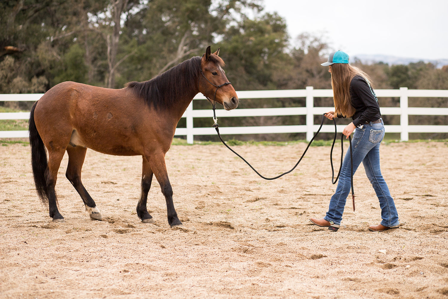 How to Back Up Your Horse on the Ground Andrea Cao Andrea Equine