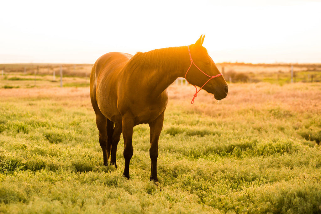 Pressure Points of the Horse's Head: Why It Matters for Bit & Halter Selection