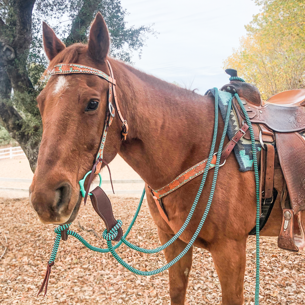 How to Spot Discomfort in Your Horse (And When to Change Equipment)