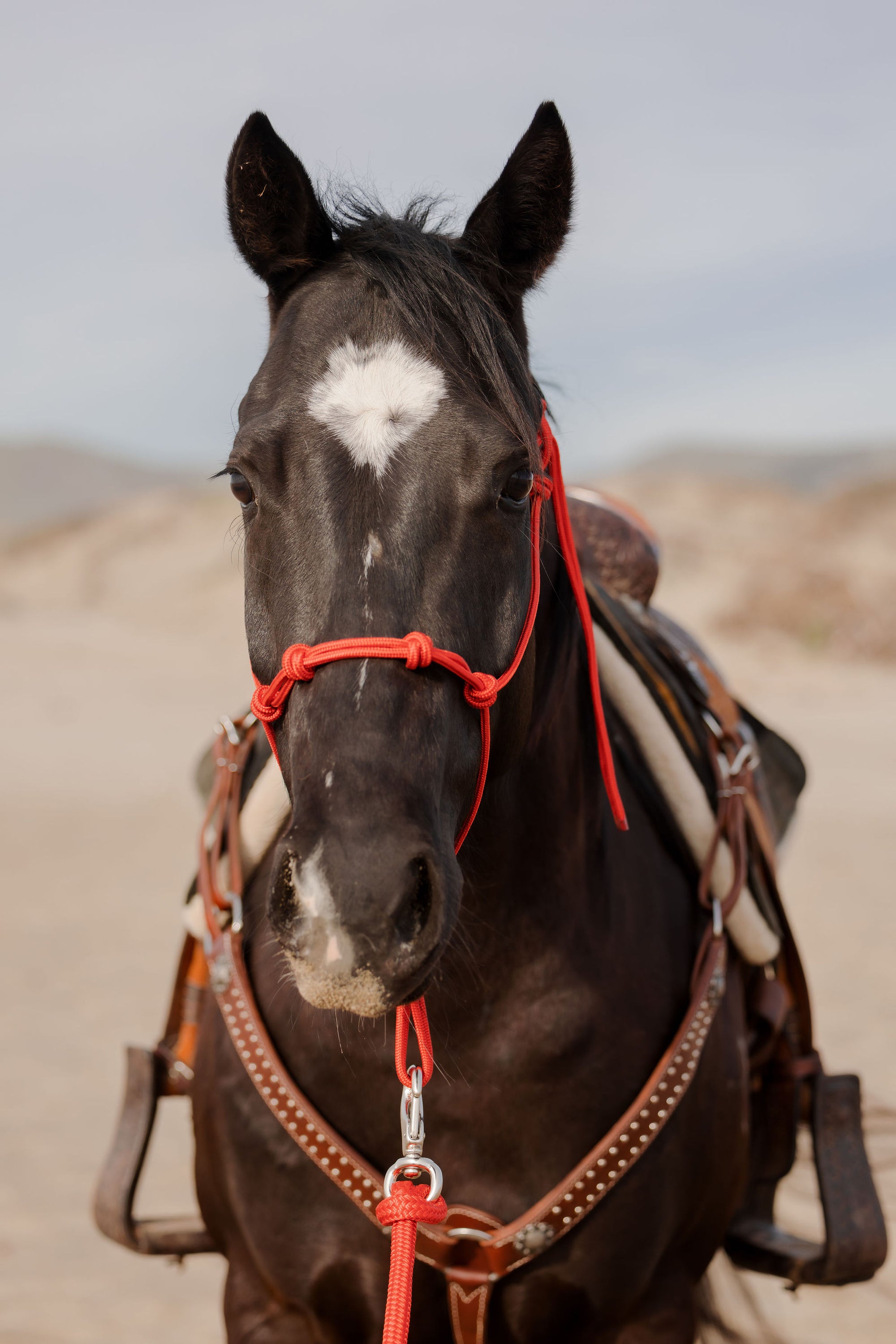 Clinician 4 Knot Halter and 14ft Lead Set