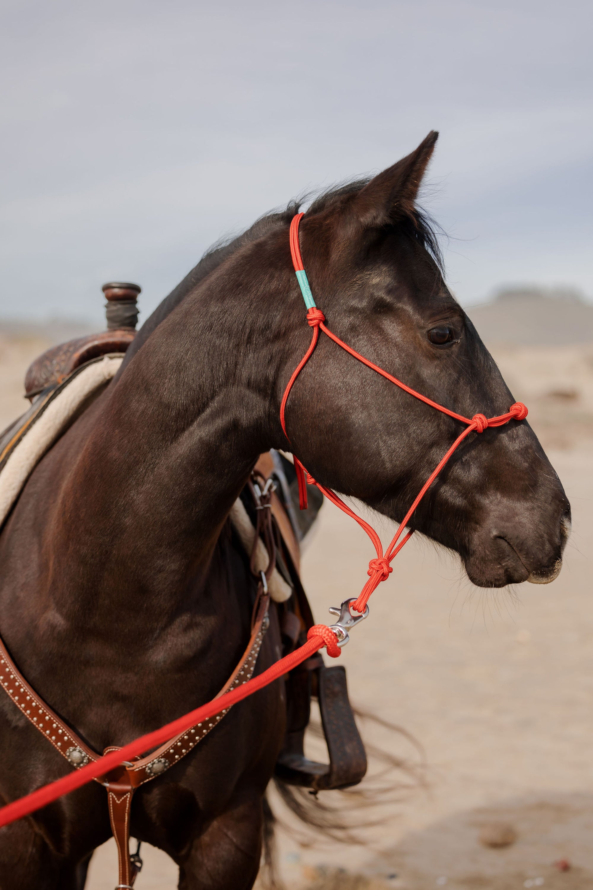 Clinician 4 Knot Halter and 14ft Lead Set