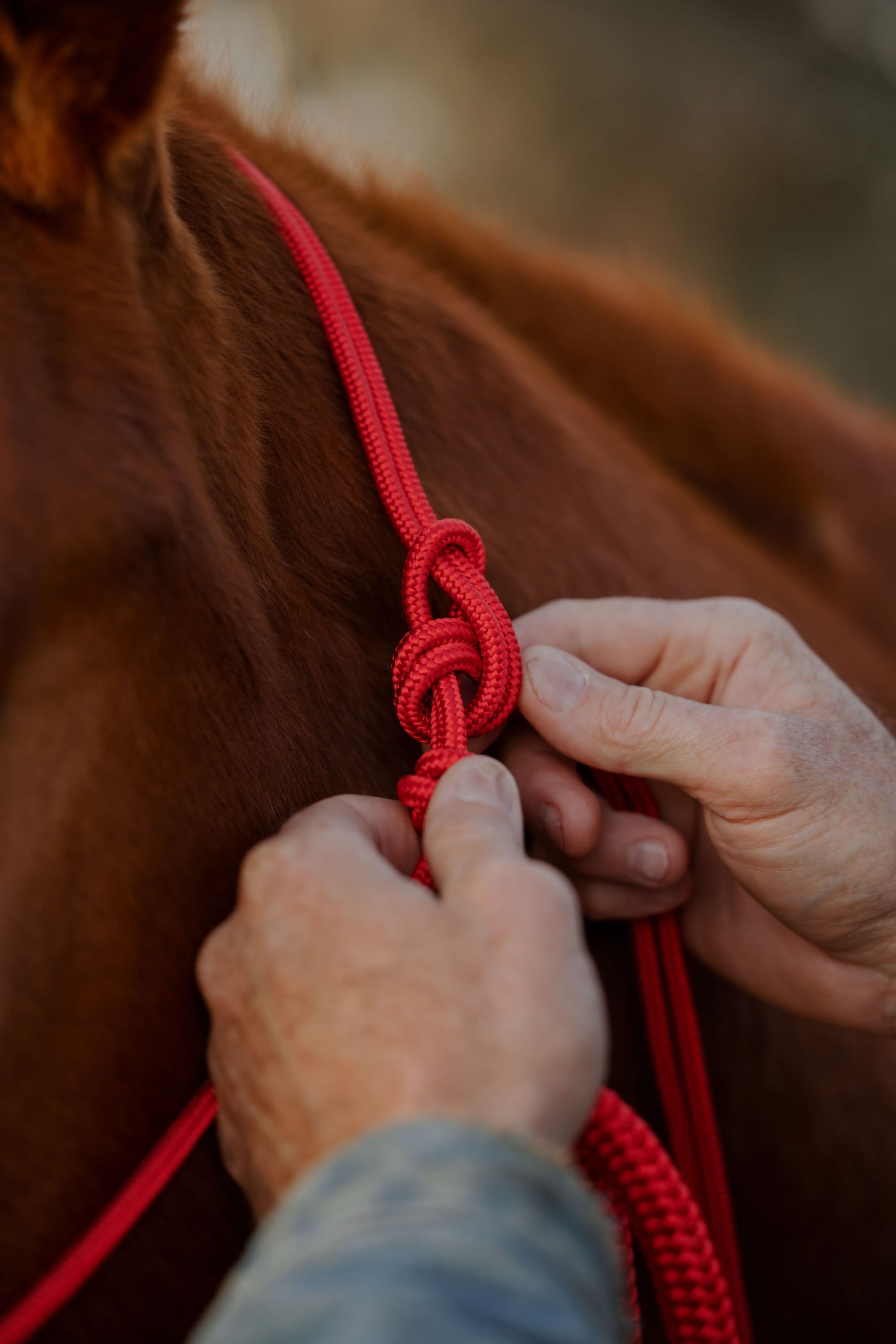 Clinician 4 Knot Halter and 14ft Lead Set