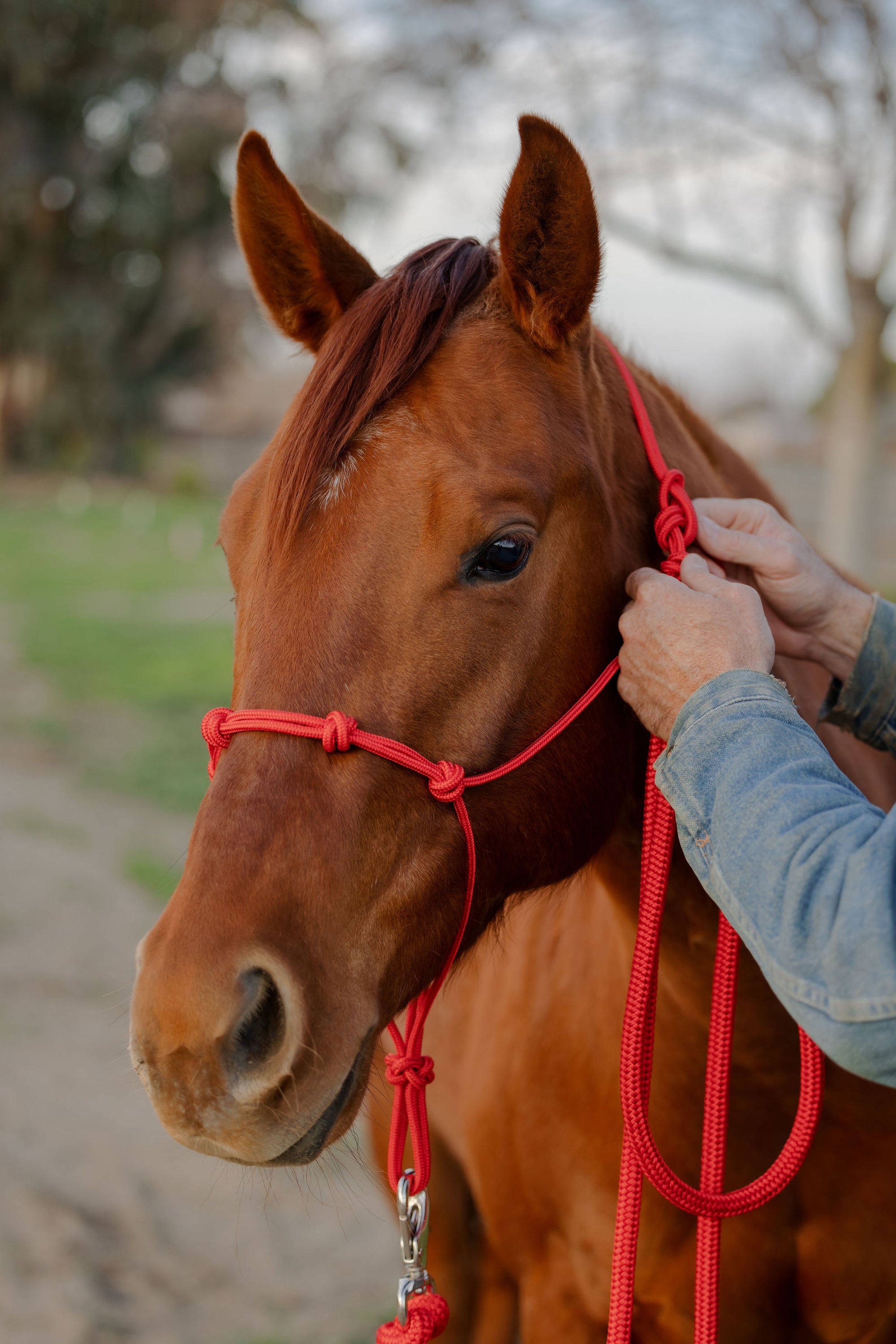 Clinician 4 Knot Halter and 14ft Lead Set