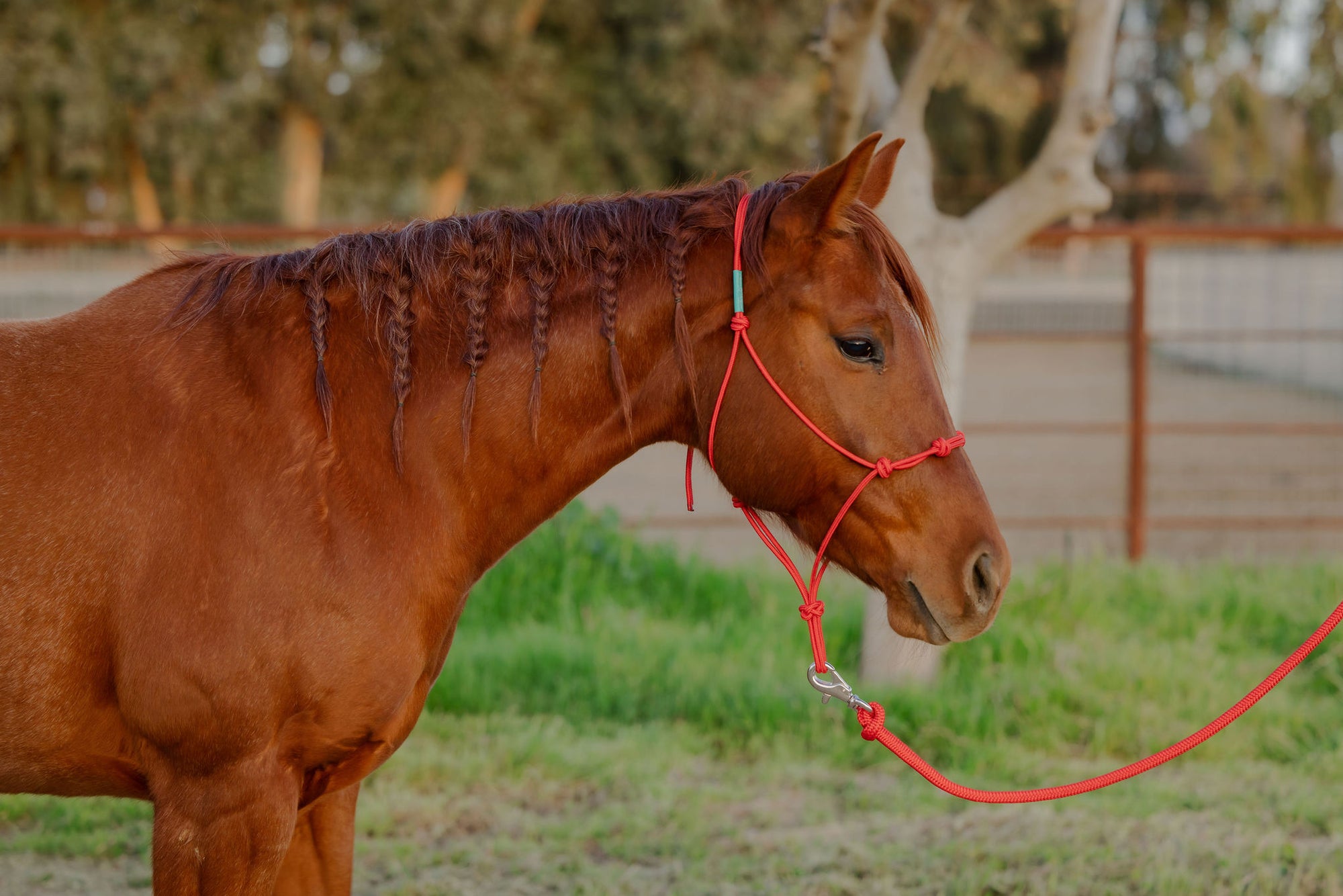 Clinician 4 Knot Halter and 14ft Lead Set