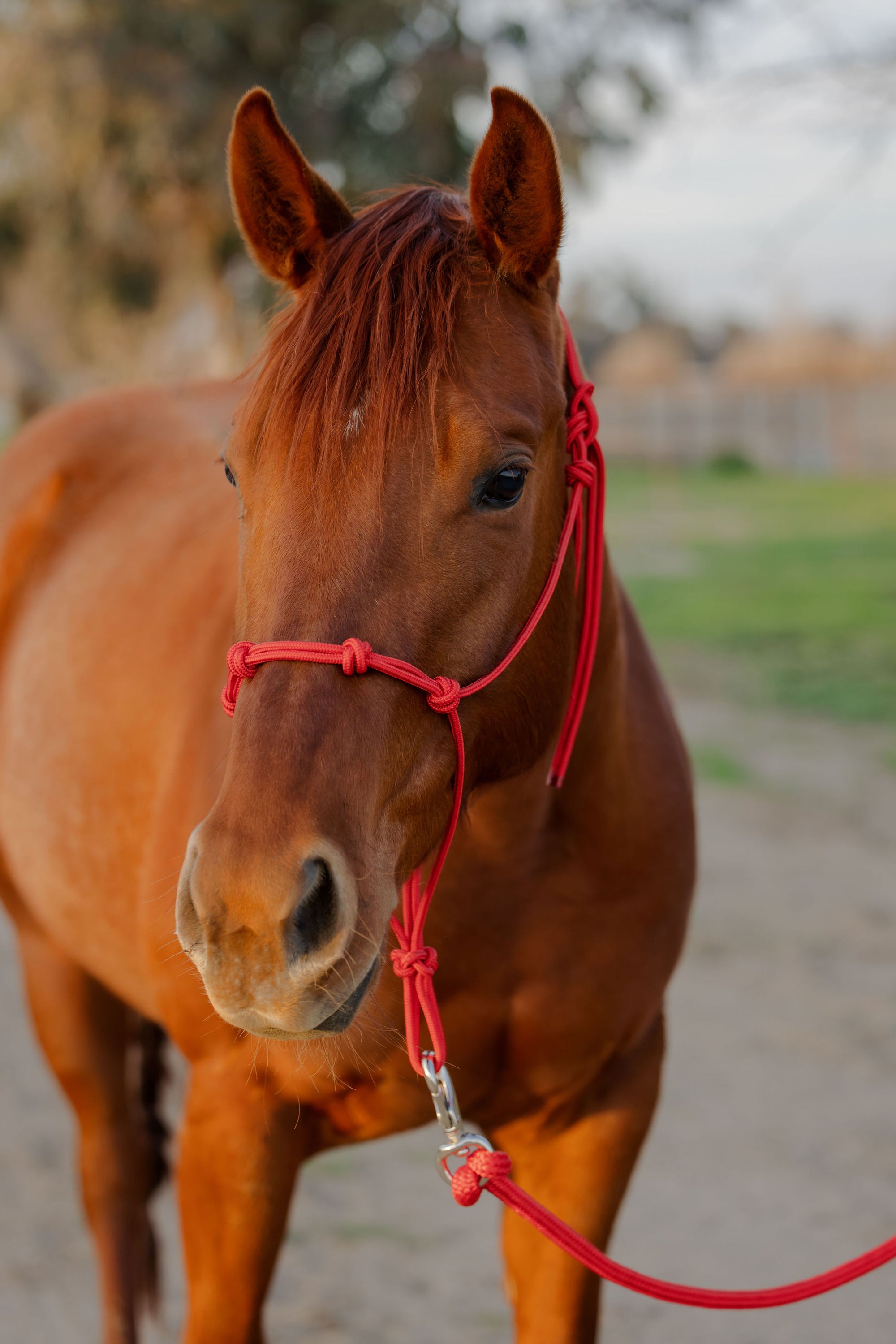 Clinician 4 Knot Halter and 14ft Lead Set