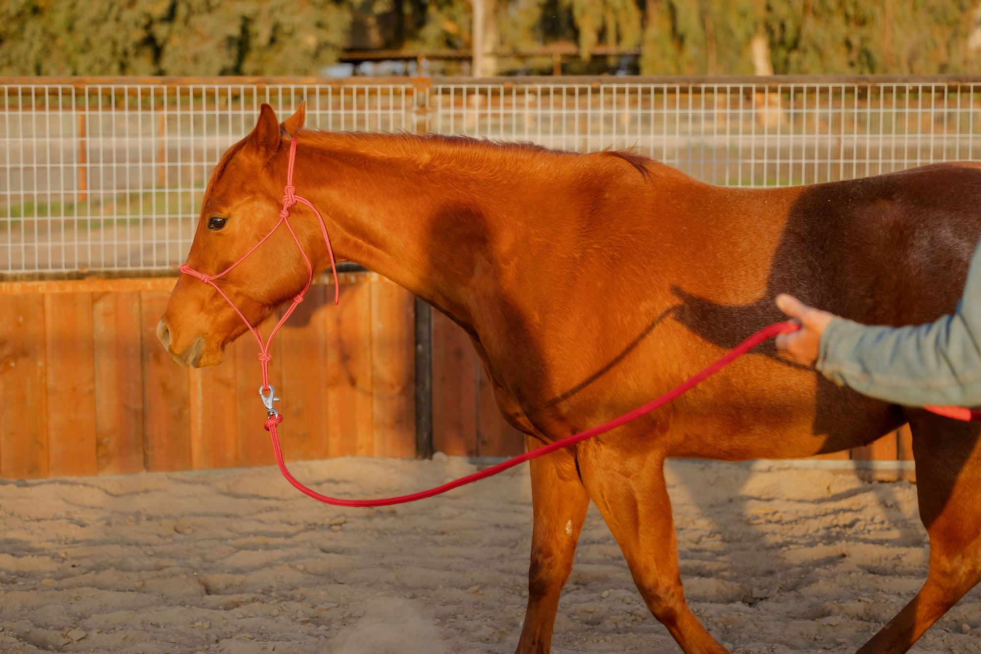 Clinician 4 Knot Halter and 14ft Lead Set