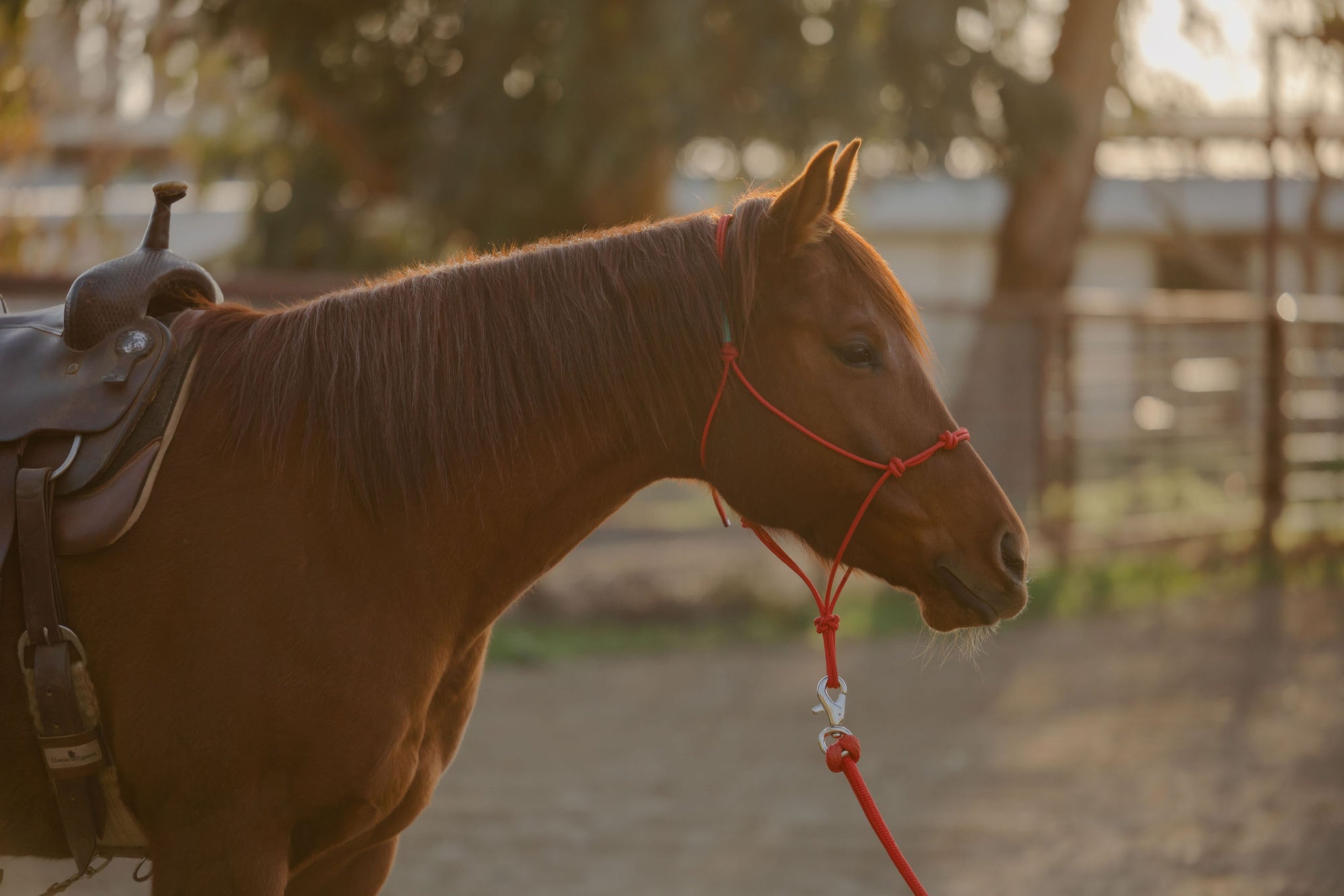 Clinician 4 Knot Halter and 14ft Lead Set