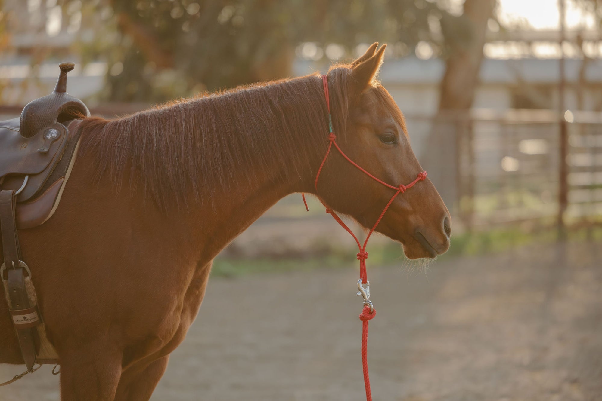 Clinician 4 Knot Halter and 14ft Lead Set