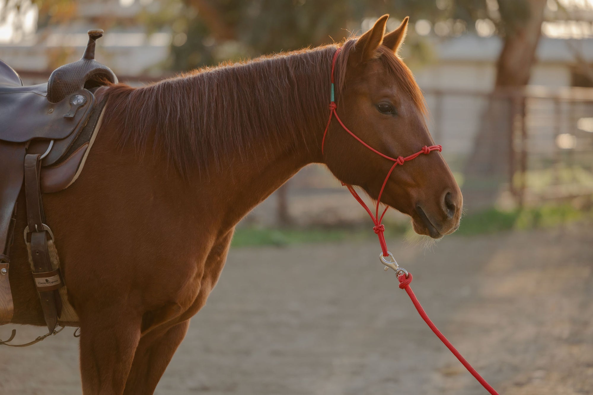 Clinician 4 Knot Halter and 14ft Lead Set