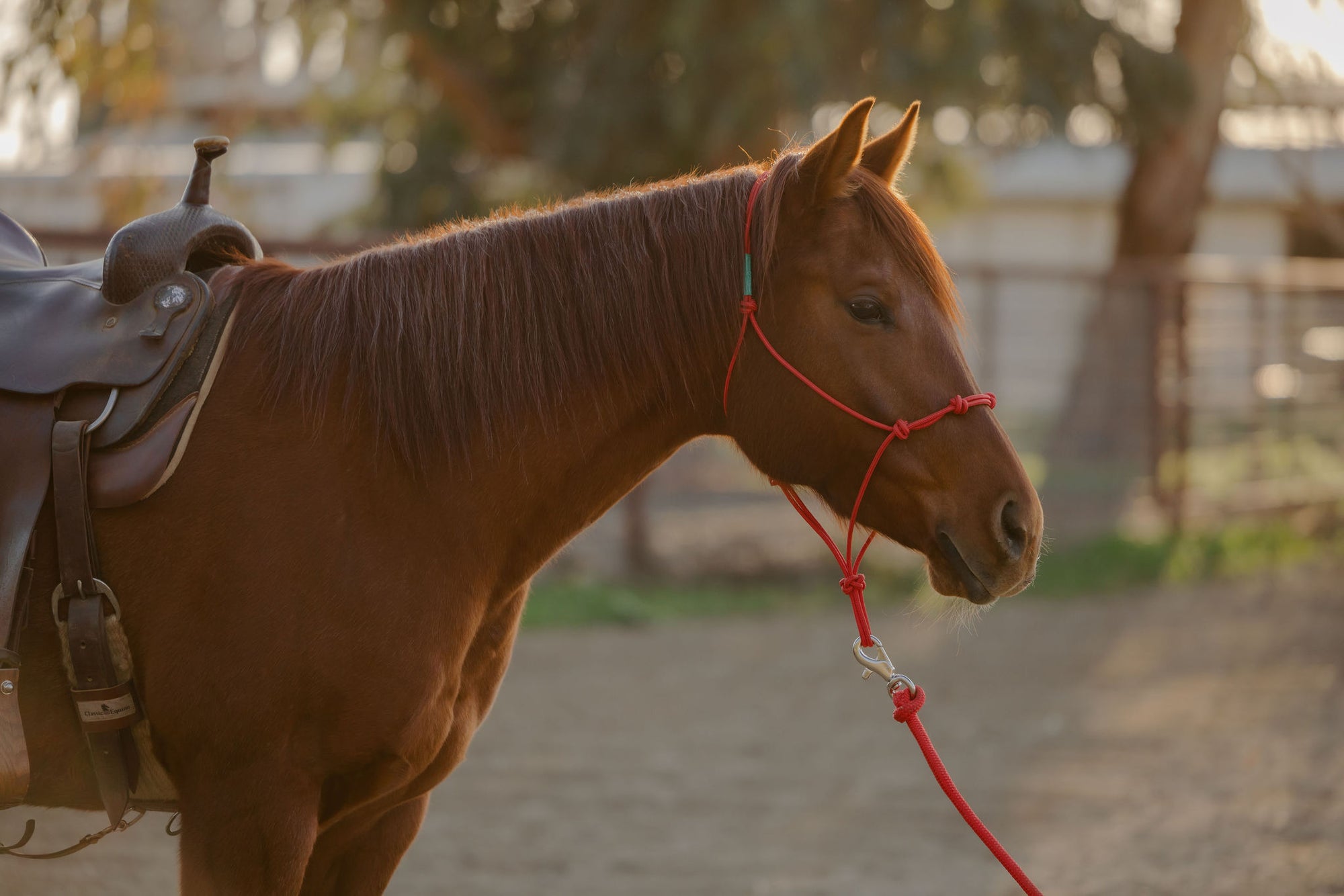 Clinician 4 Knot Halter and 14ft Lead Set