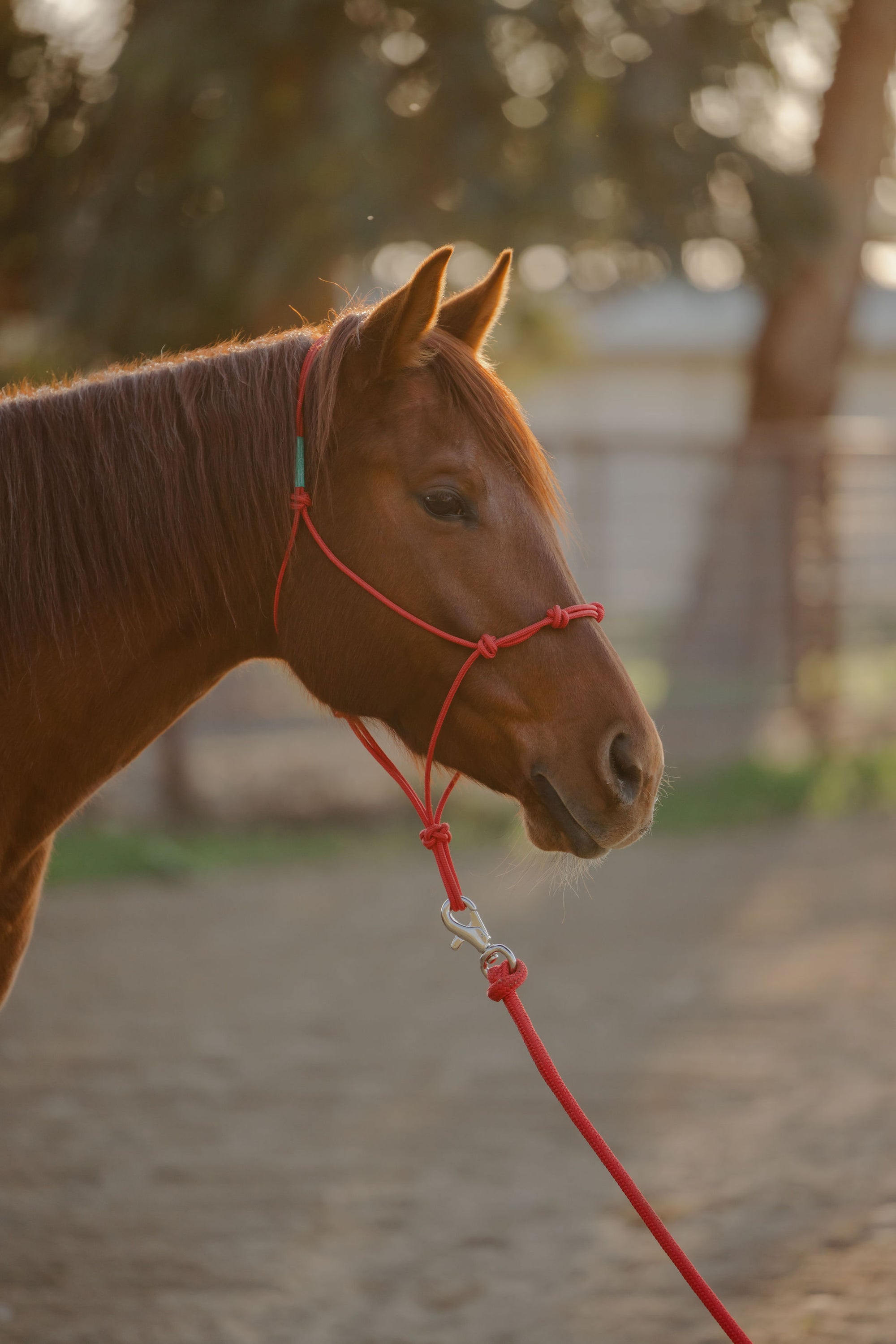 Clinician 4 Knot Halter and 14ft Lead Set