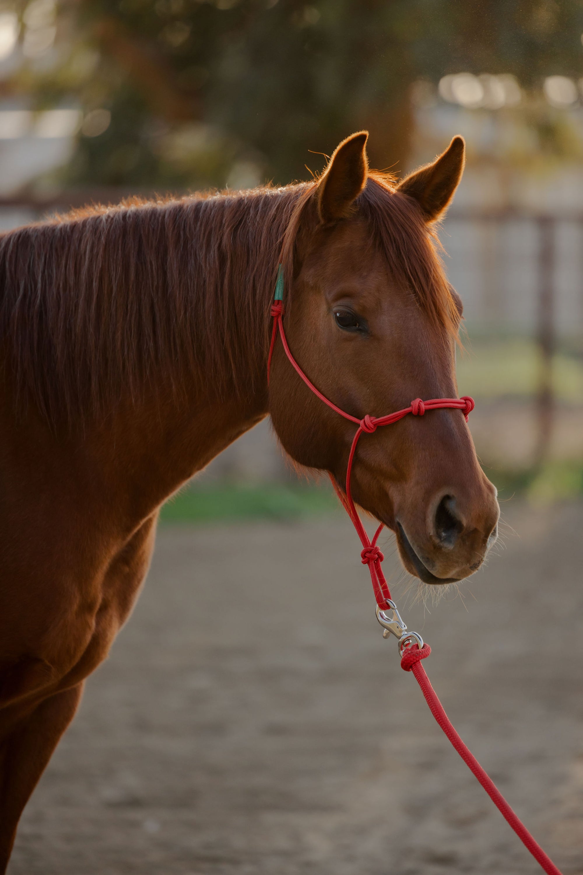 Clinician 4 Knot Halter and 14ft Lead Set