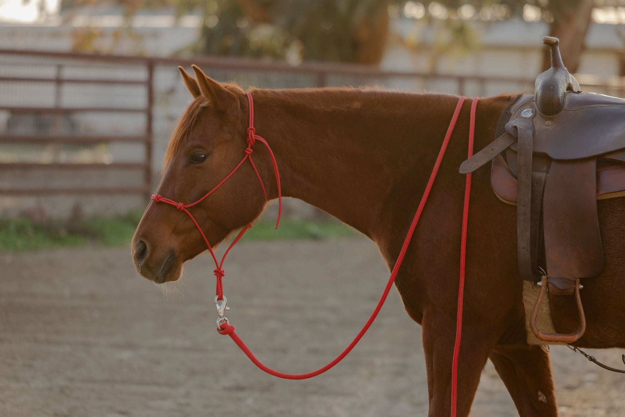 Clinician 4 Knot Halter and 14ft Lead Set