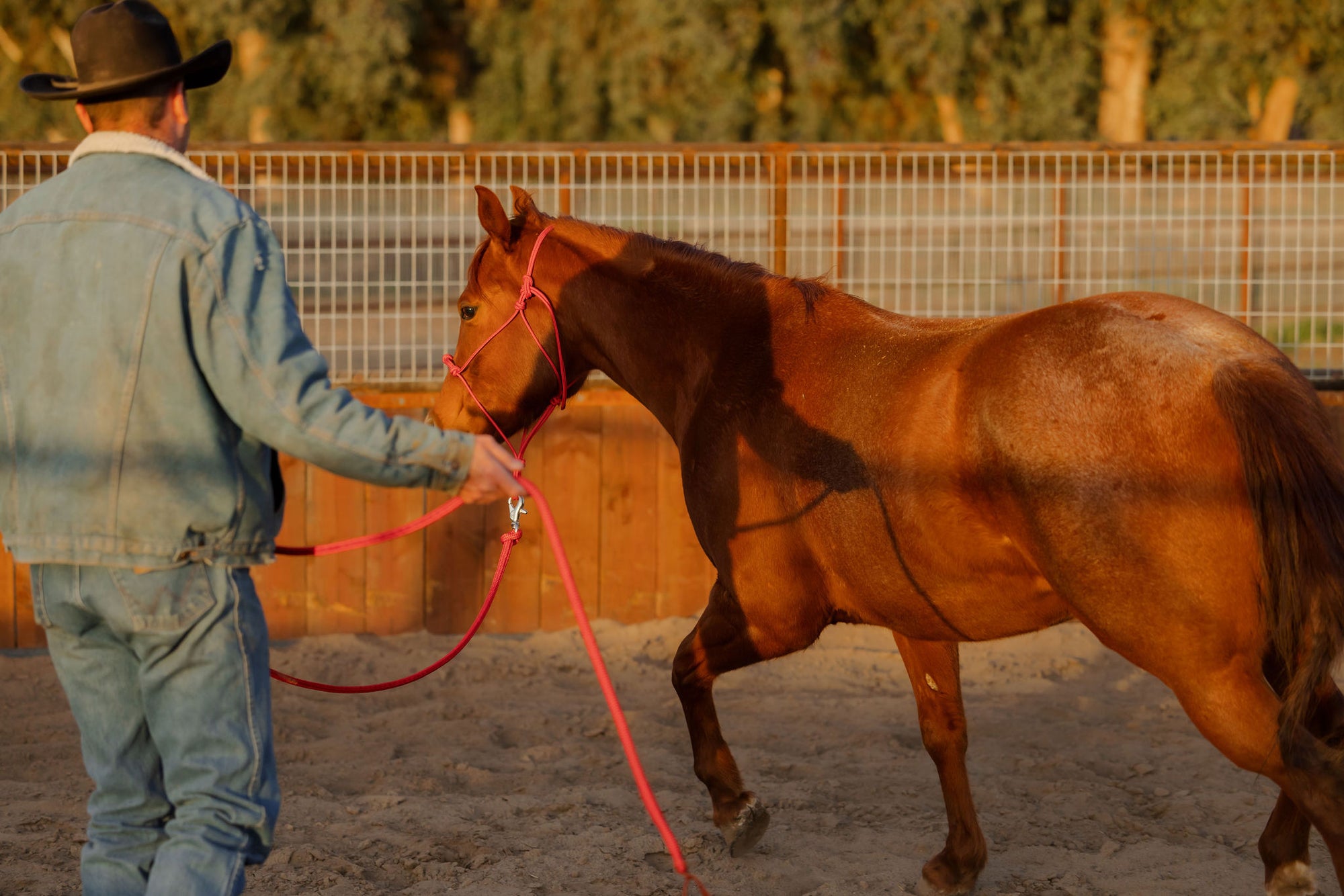 Clinician 4 Knot Halter and 14ft Lead Set