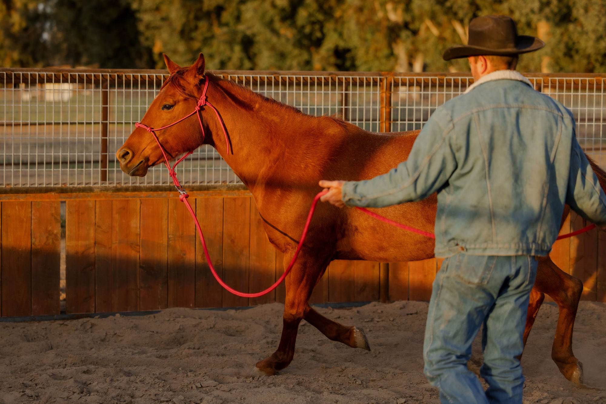 Clinician 4 Knot Halter and 14ft Lead Set