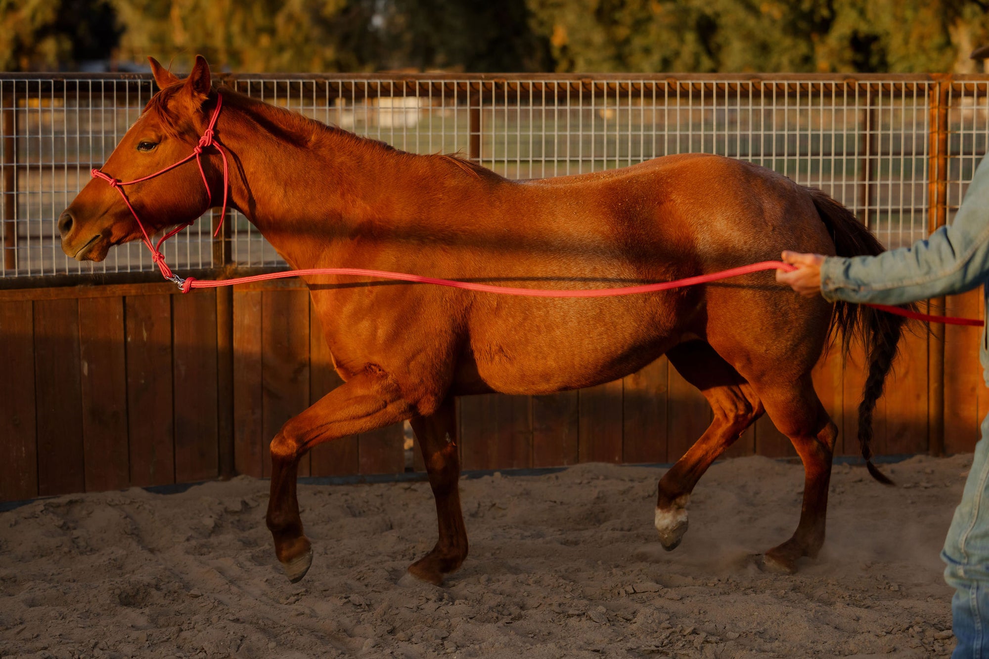 Clinician 4 Knot Halter and 14ft Lead Set