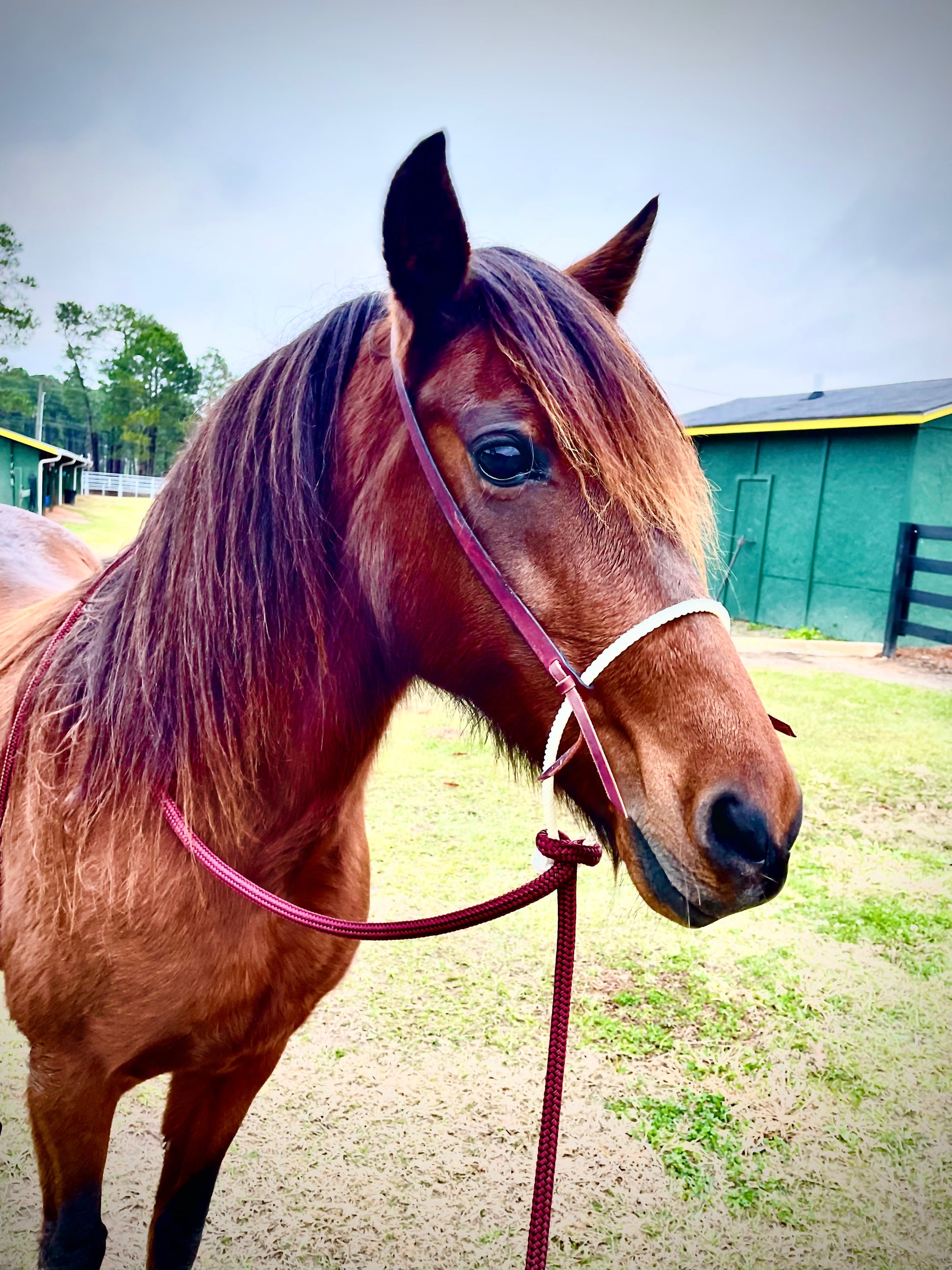 Loping Hackamore: Turquoise or Natural Colored (Rawhide)