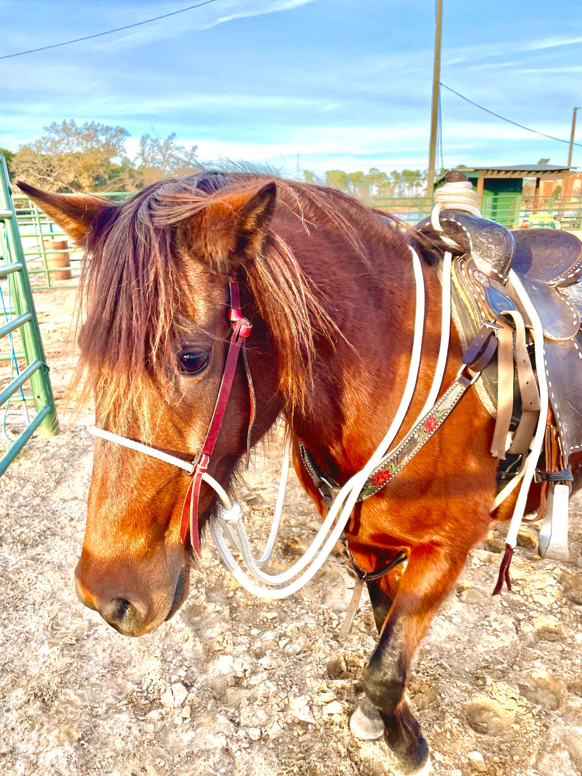 Loping Hackamore: Turquoise or Natural Colored (Rawhide)