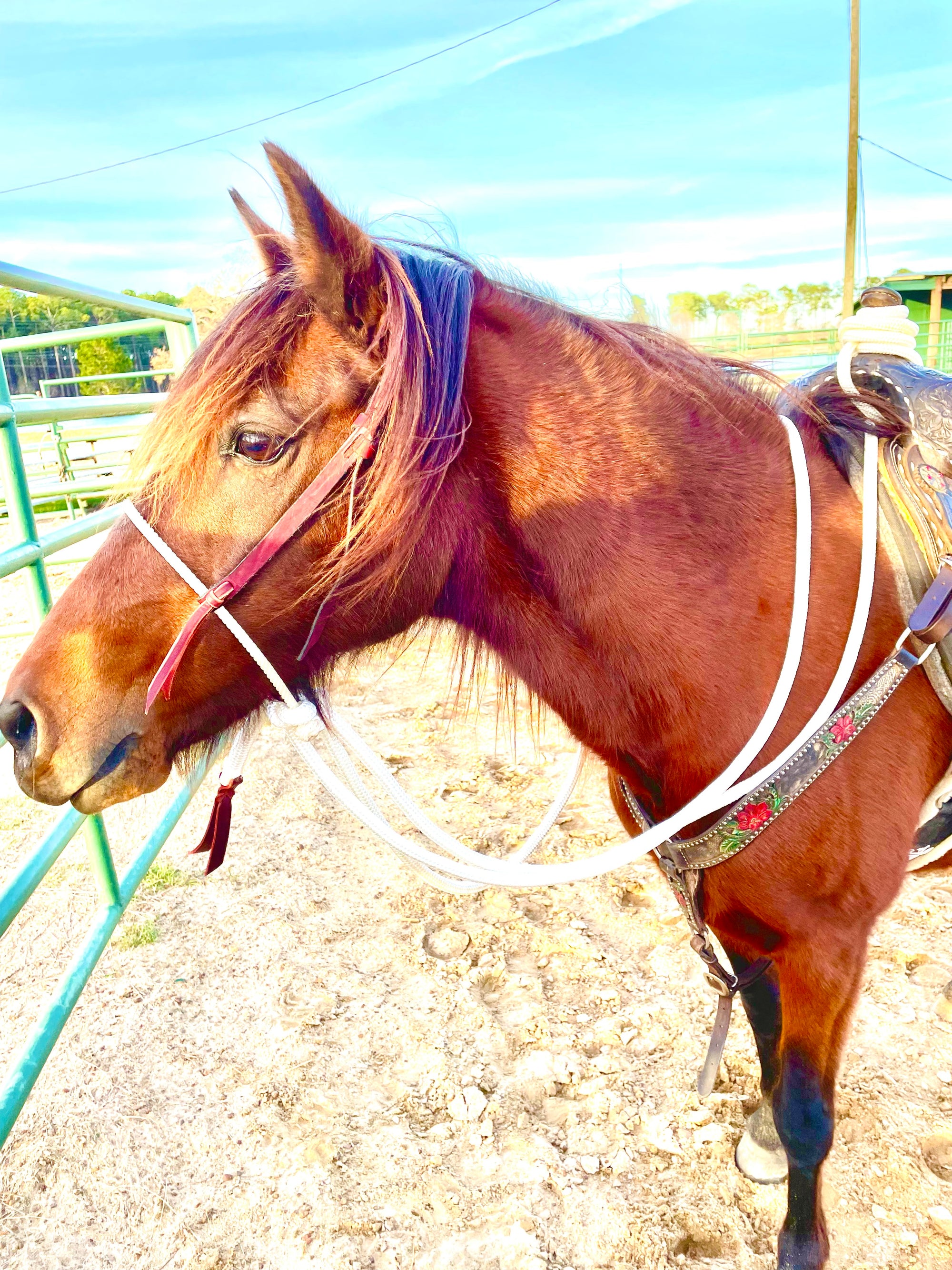 Loping Hackamore: Turquoise or Natural Colored (Rawhide)