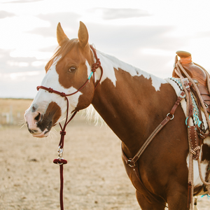 Stiff 4-Knot Clinician Training Halter - Andrea Equine